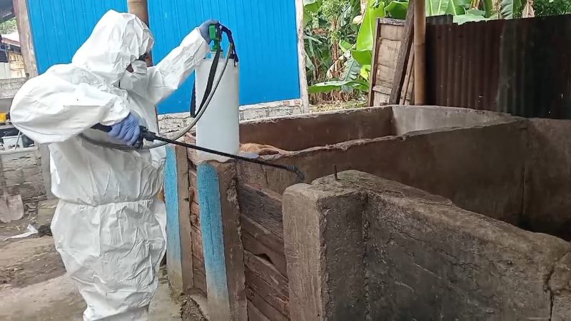 Petugas menyemprotkan disinfektan pada kandang babi milik warga untuk membatasi penyebaran virus ASF/foto:AA