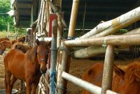 Ternak Kuda di Kandang Karantina Sumba Timur. 