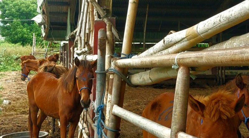 Ternak Kuda di Kandang Karantina Sumba Timur. 