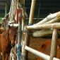 Ternak Kuda di Kandang Karantina Sumba Timur. 